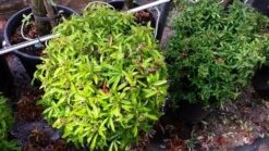 Vuurdoorn Als Bol (Pyracantha 'Navaho') -Directplant Winkel 20190712 153519 3