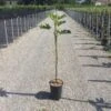 Vijg Op Stam (Ficus Carica 'Panache') -Directplant Winkel 20200928110358396762 1