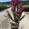 Lagerstroemia (Lagerstroemia 'Pink Velour') -Directplant Winkel 20200930165148218385