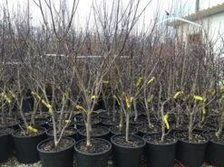 Kornoelje (Cornus Florida 'Rainbow') -Directplant Winkel 20201228 joha pre t16 69676