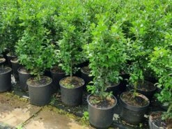 Hulst (Ilex Meserveae 'Heckenfee') -Directplant Winkel 20210614 113313 2