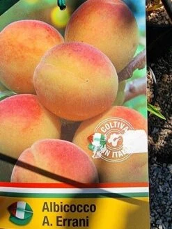 Abrikoos Als Halfstam (Prunus Armeniaca 'Antonio Errani') 7 Abrikoos Als Halfstam (Prunus Armeniaca 'Antonio Errani') -Directplant Winkel 20210812 105157