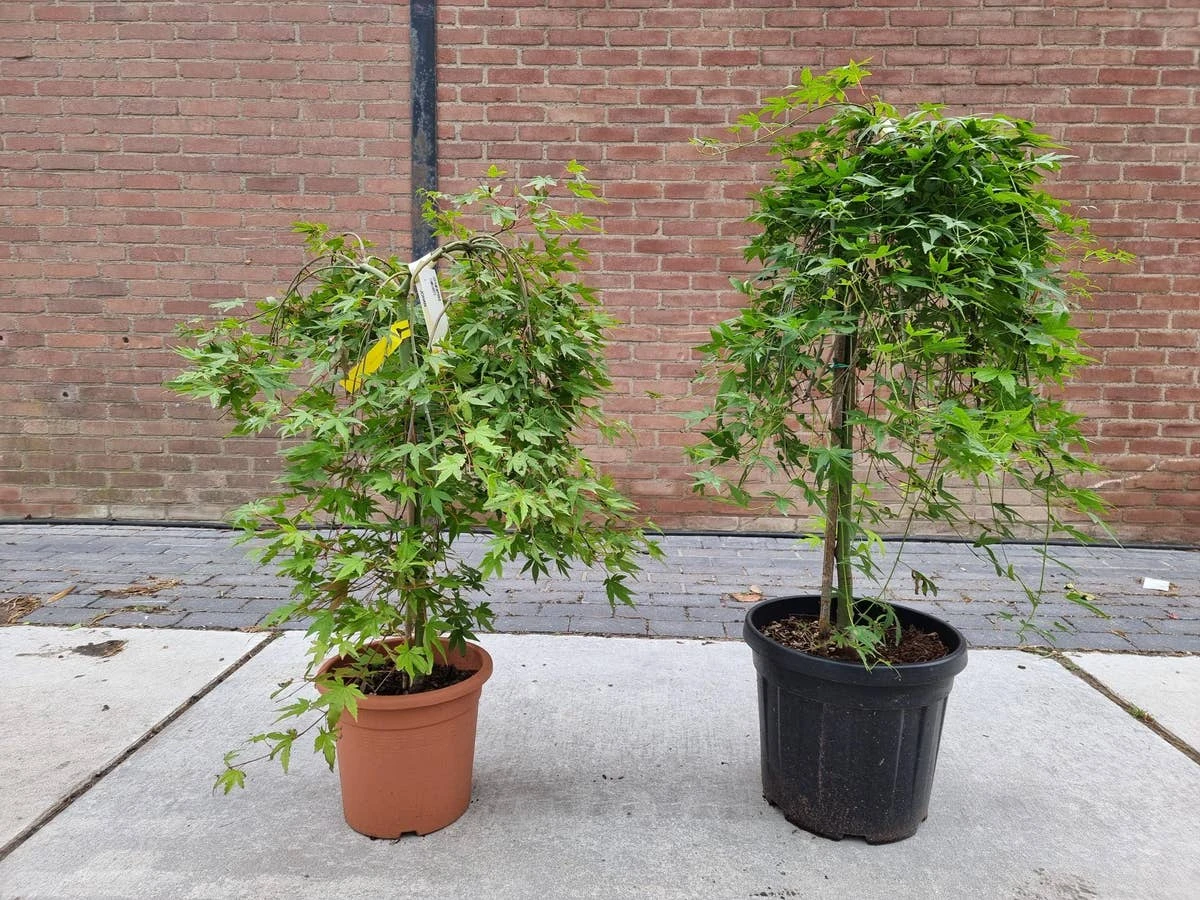 Japanse Esdoorn Op Stam (Acer Palmatum 'Ryusen') 3 Japanse Esdoorn Op Stam (Acer Palmatum 'Ryusen')