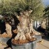Grote Olijfboom (Olea Europaea) -Directplant Winkel 20220214 153840