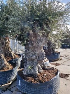 Grote Olijfboom (Olea Europaea) -Directplant Winkel 20220217 110431
