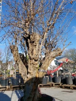 Granaatappel Als Solitair (Punica Granatum) -Directplant Winkel 20220217 110658