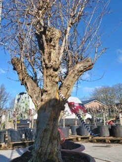 Granaatappel Als Solitair (Punica Granatum) -Directplant Winkel 20220217 110708 1