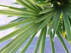 Winterharde Palm (Trachycarpus Wagnerianus) -Directplant Winkel 20220217 112257 1