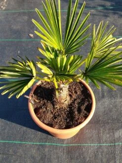 Winterharde Palm (Trachycarpus Wagnerianus) -Directplant Winkel 20220217 112423 1