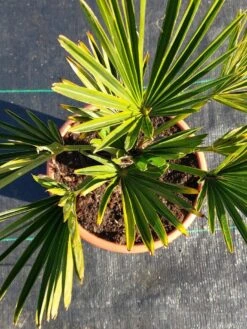 Winterharde Palm (Trachycarpus Wagnerianus) -Directplant Winkel 20220217 112447 1