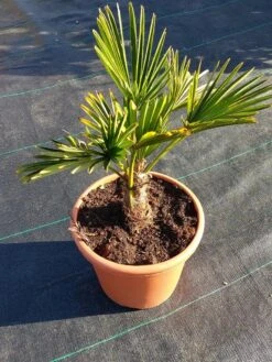 Winterharde Palm (Trachycarpus Wagnerianus) -Directplant Winkel 20220217 112456