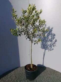 Olijf Op Stam (Olea Europaea) 39 Olijf Op Stam (Olea Europaea) -Directplant Winkel 20220223 125329