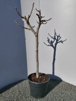 Vijg Op Stam (Ficus Carica) -Directplant Winkel 20220223 125904 1 1