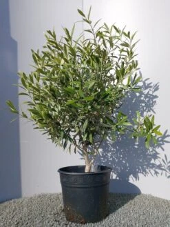 Olijf Als Struik (Olea Europaea) -Directplant Winkel 20220223 132146 1