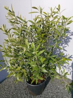 Olijf Als Struik (Olea Europaea) 28 Olijf Als Struik (Olea Europaea) -Directplant Winkel 20220223 132223