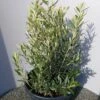 Olijf Als Struik (Olea Europaea) -Directplant Winkel 20220223 132404 1