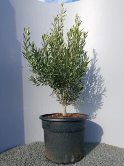 Olijf Als Struik (Olea Europaea) -Directplant Winkel 20220223 132454 1