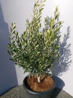 Olijf Als Struik (Olea Europaea) 25 Olijf Als Struik (Olea Europaea) -Directplant Winkel 20220223 132509