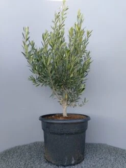 Olijf Als Struik (Olea Europaea) 24 Olijf Als Struik (Olea Europaea) -Directplant Winkel 20220223 132609