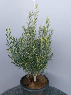 Olijf Als Struik (Olea Europaea) -Directplant Winkel 20220223 132617 1