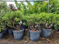 Meerstammige Japanse Pijnboom (Pinus Parviflora 'Brevifolia') -Directplant Winkel 20220524 123400