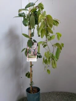 Groenblijvende Clematis (Clematis Armandii 'Hendersonii Rubra') -Directplant Winkel 20220613 162124 2