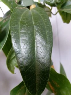 Groenblijvende Clematis (Clematis Armandii 'Hendersonii Rubra') -Directplant Winkel 20220613 162250 1