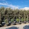 Olijfwilg Als Leiboom (Elaeagnus Ebbingei) -Directplant Winkel 20220728 174446 1