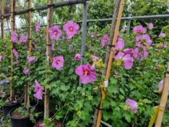 Altheastruik (Hibiscus Syriacus 'Rose Moon') -Directplant Winkel 20220817 110039 1