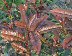 Glansmispel (Photinia Serratifolia ‘Crunchy’) 9 Glansmispel (Photinia Serratifolia ‘Crunchy’) -Directplant Winkel 21 rec ret photinia crunchy rev100 jardin 11mars14