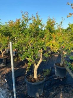 Granaatappel Als Solitair (Punica Granatum) -Directplant Winkel 21d7902e cbee 47db 8e50 e9ce1bdec5bf 1