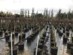 Beverboom Op Stam (Magnolia Soulangeana) -Directplant Winkel 22