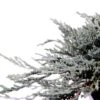 Jeneverbes (Juniperus Horizontalis 'Icee Blue')