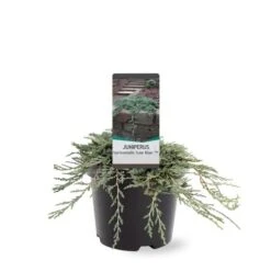 Jeneverbes (Juniperus Horizontalis 'Icee Blue') -Directplant Winkel 233100.030c03 2146537