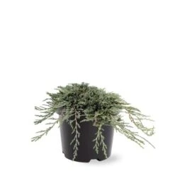 Jeneverbes (Juniperus Horizontalis 'Icee Blue') -Directplant Winkel 233100.030c03 2146538