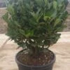 Kardinaalshoed Als Bol (Euonymus Japonicus) -Directplant Winkel 23b8cd17 334d 4910 8c40 f97e4b2b00d1