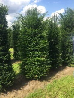 Grote Venijnboom (Taxus Baccata) -Directplant Winkel 250300x 100 125 1 2