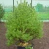 Grove Den (Pinus Sylvestris 'Norwegian') -Directplant Winkel 281pinussylv.norwegian 7