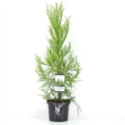Sikkelden (Cryptomeria Japonica 'Kitayama') -Directplant Winkel 2887684 v t5