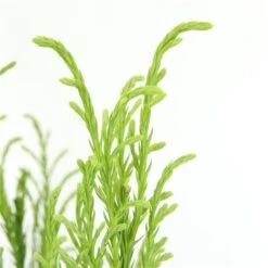 Sikkelden (Cryptomeria Japonica 'Kitayama') -Directplant Winkel 2887685 v t5