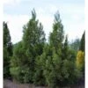 Sikkelden (Cryptomeria Japonica 'Kitayama') -Directplant Winkel 2887689 v t5