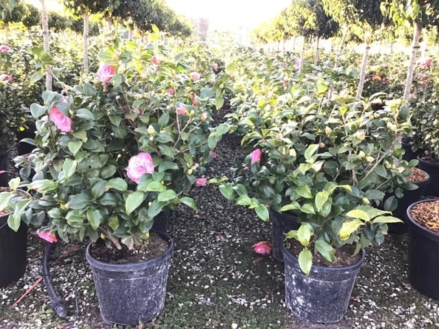 Camelia (Camellia Japonica 'Marie Bracey') 4 Camelia (Camellia Japonica 'Marie Bracey') - Afbeelding 2