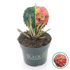 Hortensia (Hydrangea Black Diamonds Red Angel) -Directplant Winkel 2 4 1