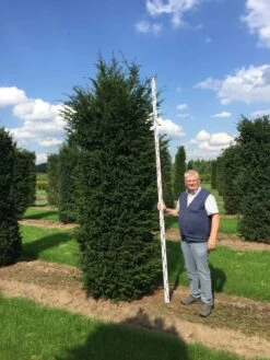 Grote Venijnboom (Taxus Baccata) -Directplant Winkel 300350 x 100 125 br 1 2