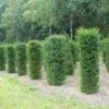 Taxus (Taxus Baccata Cilinder) -Directplant Winkel 343taxusbaccatacilinder 1