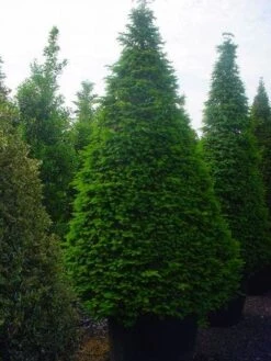 Taxus Als Kegel (Taxus Baccata) -Directplant Winkel 344taxusbaccatakegel 9 2