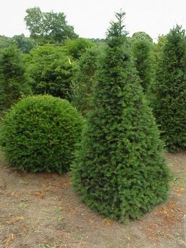 Taxus Als Pyramide (Taxus Baccata) 3 Taxus Als Pyramide (Taxus Baccata)