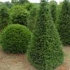 Taxus Als Pyramide (Taxus Baccata) -Directplant Winkel 347taxusbaccatapir 5