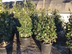 Camelia (Camellia Japonica 'Nuccio's Pearl') -Directplant Winkel 3 3