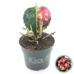 Hortensia (Hydrangea Black Diamonds Dark Angel) -Directplant Winkel 3 4 1
